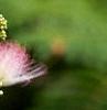 Albizia julibrissin, flowers