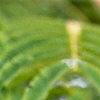 Albizia julibrissin, flowers