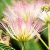 Albizia julibrissin, flowers