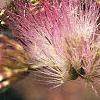 Albizia julibrissin, flowers