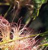 Albizia julibrissin, flowers