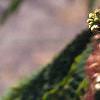 Albizia julibrissin, flowers