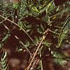 Albizia julibrissin, fruit