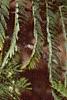 Albizia julibrissin, fruit