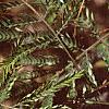 Albizia julibrissin, fruit