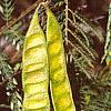 Albizia julibrissin, fruit