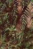 Albizia julibrissin, fruit