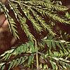 Albizia julibrissin, fruit