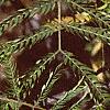 Albizia julibrissin, fruit