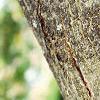 Albizia julibrissin, bark