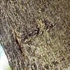 Albizia julibrissin, bark