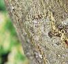 Albizia julibrissin, bark