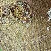 Albizia julibrissin, bark