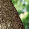 Albizia julibrissin, bark