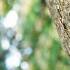Albizia julibrissin, bark