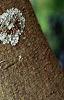 Albizia julibrissin, bark