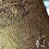 Albizia julibrissin, bark