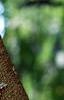 Albizia julibrissin, bark