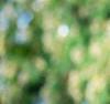 Albizia julibrissin, bark