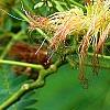 Albizia julibrissin 'Ernest Wilson', flowers