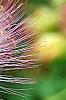 Albizia julibrissin 'Ernest Wilson', flowers