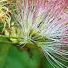 Albizia julibrissin 'Ernest Wilson', flowers