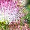 Albizia julibrissin 'Ernest Wilson', flowers
