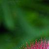 Albizia julibrissin 'Ernest Wilson', flowers