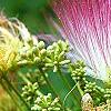 Albizia julibrissin 'Ernest Wilson', flowers