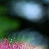 Albizia julibrissin 'Ernest Wilson', flowers