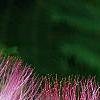 Albizia julibrissin 'Ernest Wilson', flowers