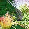 Albizia julibrissin 'Ernest Wilson', flowers