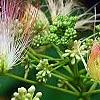 Albizia julibrissin 'Ernest Wilson', flowers