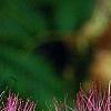 Albizia julibrissin 'Ernest Wilson', flowers