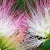 Albizia julibrissin 'Ernest Wilson', flowers