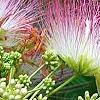 Albizia julibrissin 'Ernest Wilson', flowers