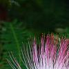 Albizia julibrissin 'Ernest Wilson', flowers