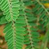 Amorpha canescens, leaves