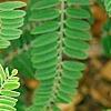 Amorpha canescens, leaves