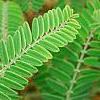 Amorpha canescens, leaves