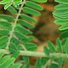 Amorpha canescens, leaves