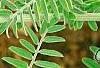 Amorpha canescens, leaves