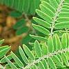 Amorpha canescens, leaves