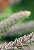Amorpha canescens, flowers