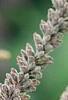 Amorpha canescens, flowers