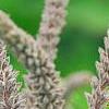 Amorpha canescens, flowers