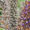 Amorpha canescens, flowers