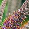 Amorpha canescens, flowers