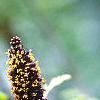 Amorpha fruticosa, flowers