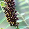 Amorpha fruticosa, flowers